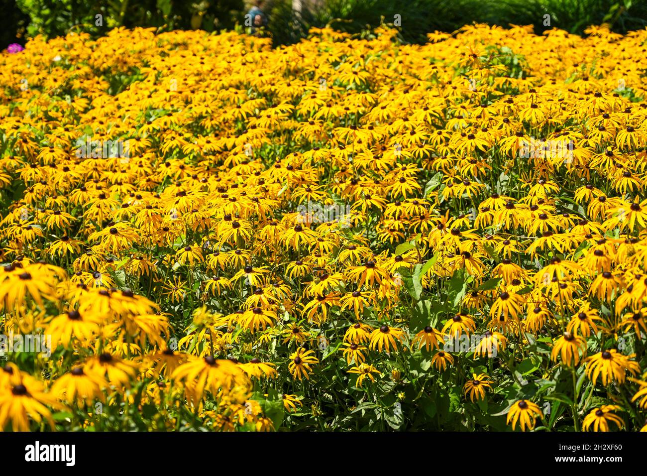 Blüten, Rudbeckia fulgida, Goldsturm, gelber Sonnenhut Stock Photo