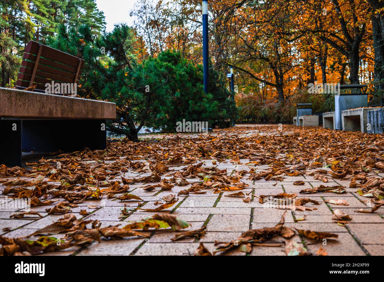 a path covered with autumn fallen leaves in the park Stock Photo