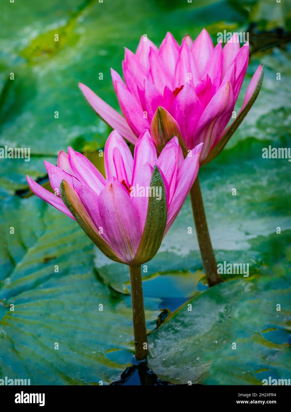 Beautiful pink purple flowers of water lily or lotus flower Nymphaea in old verdurous pond. Big leaves of waterlily cover water surface. Water plant c Stock Photo