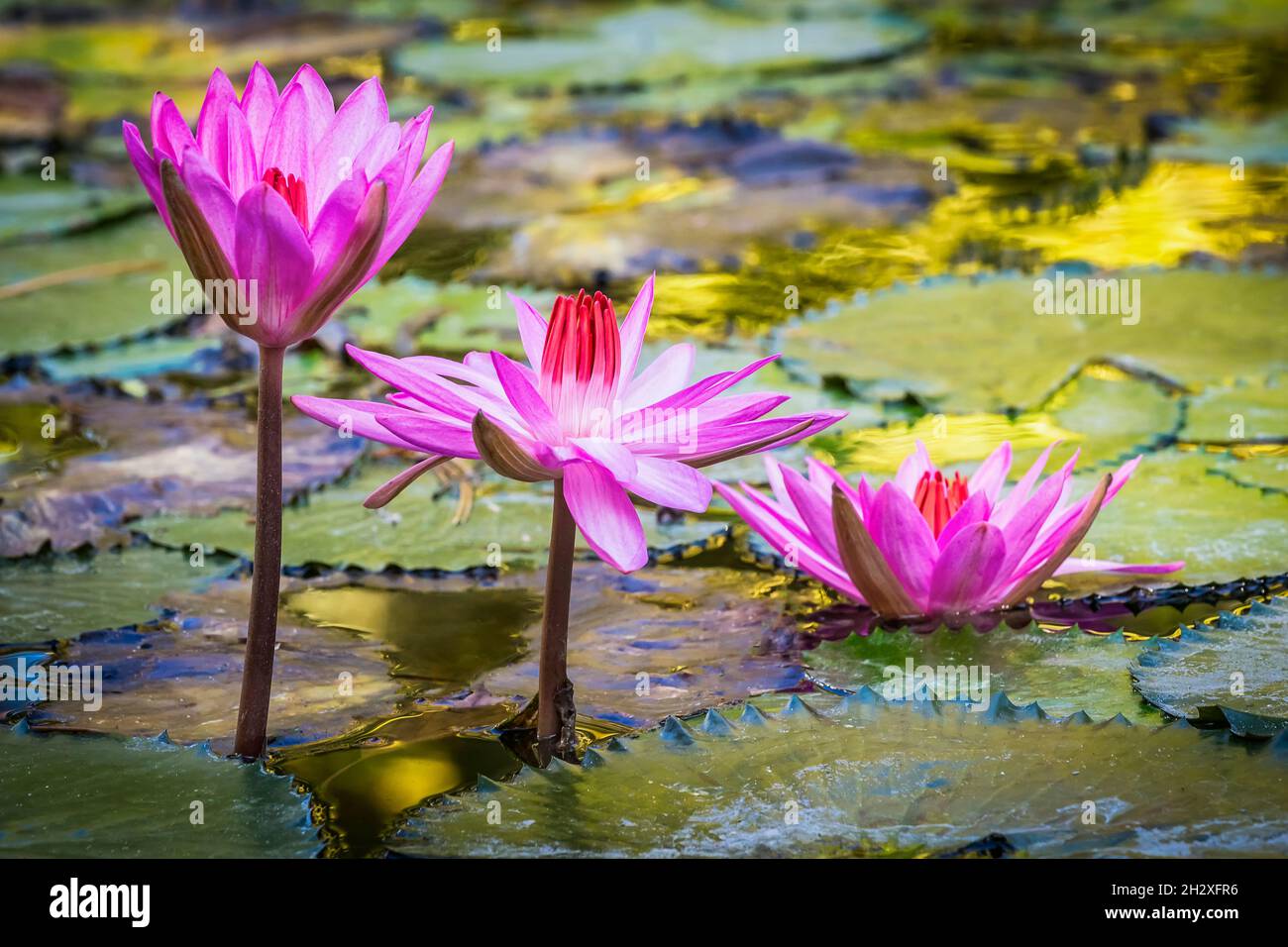 Three beautiful pink purple flowers of water lily or lotus flower Nymphaea in old verdurous pond. Big leaves of waterily cover water surface. Water pl Stock Photo