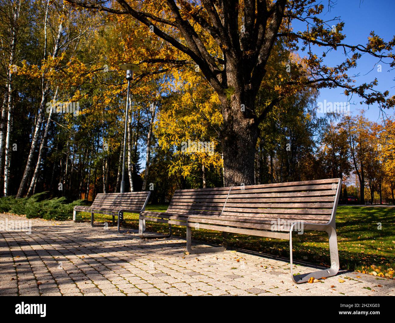 Wooden benches on the colorful park in autumn Stock Photo - Alamy