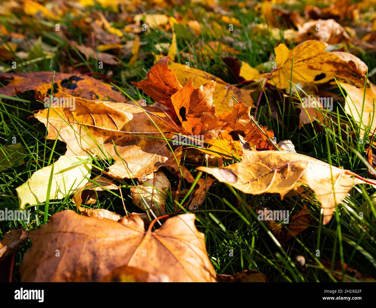 Dry golden leaves on the ground in the Stock Photo - Alamy