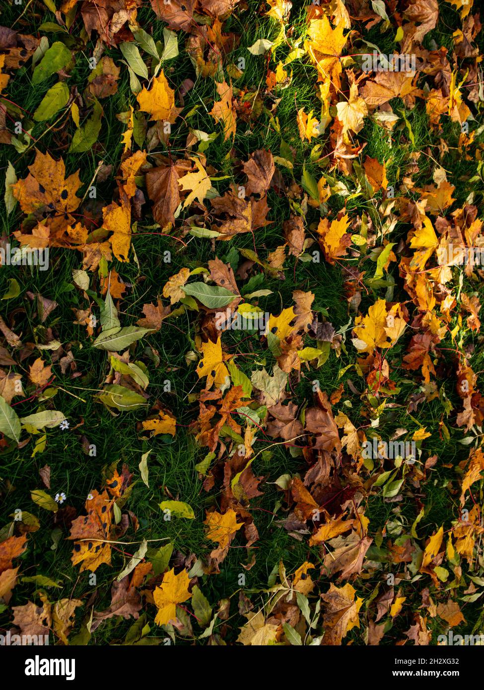 Dry golden leaves on the ground in the park Stock Photo - Alamy