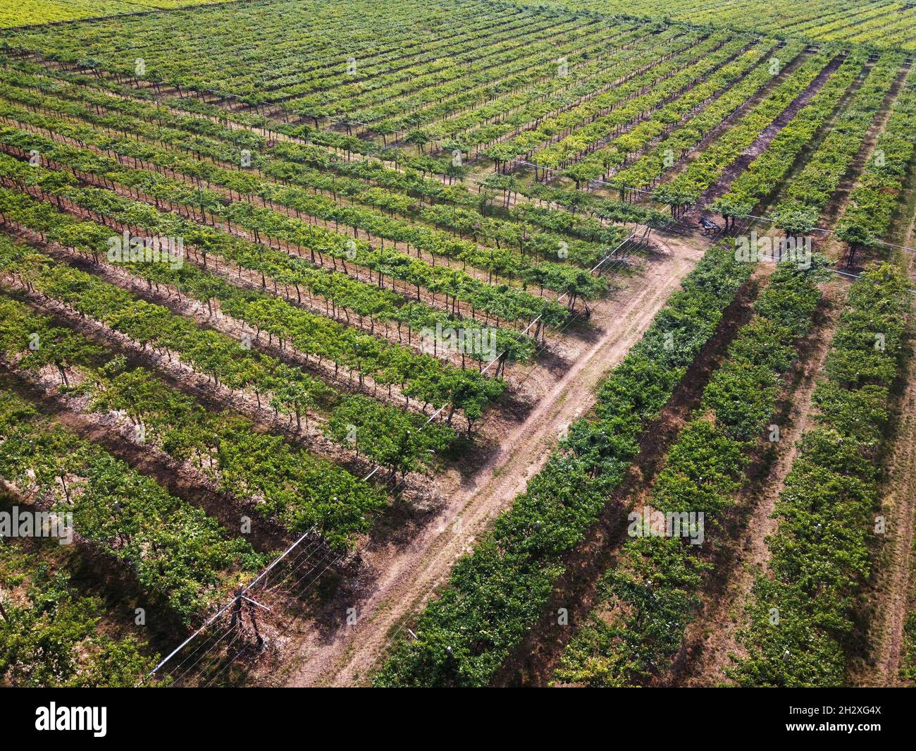 Aerial landscape view from a drone of neat green vineyards on a winery in a concept of agriculture, agronomy, viticulture and wine production Stock Photo