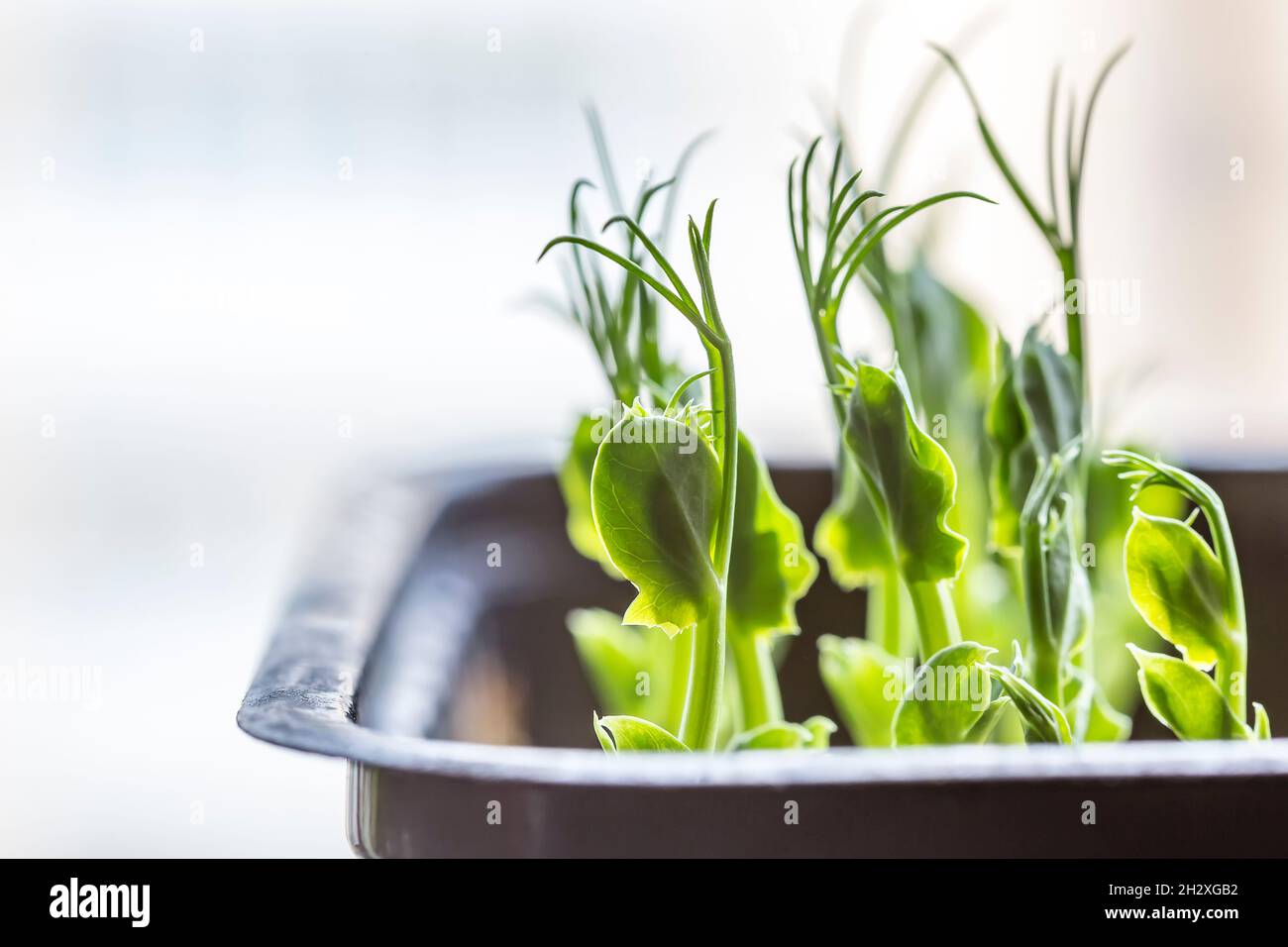 Close-up of peas microgreens. Growing peas sprouts close up view. Germination of seeds at home. Vegan and healthy eating concept. Sprouted seeds, micr Stock Photo