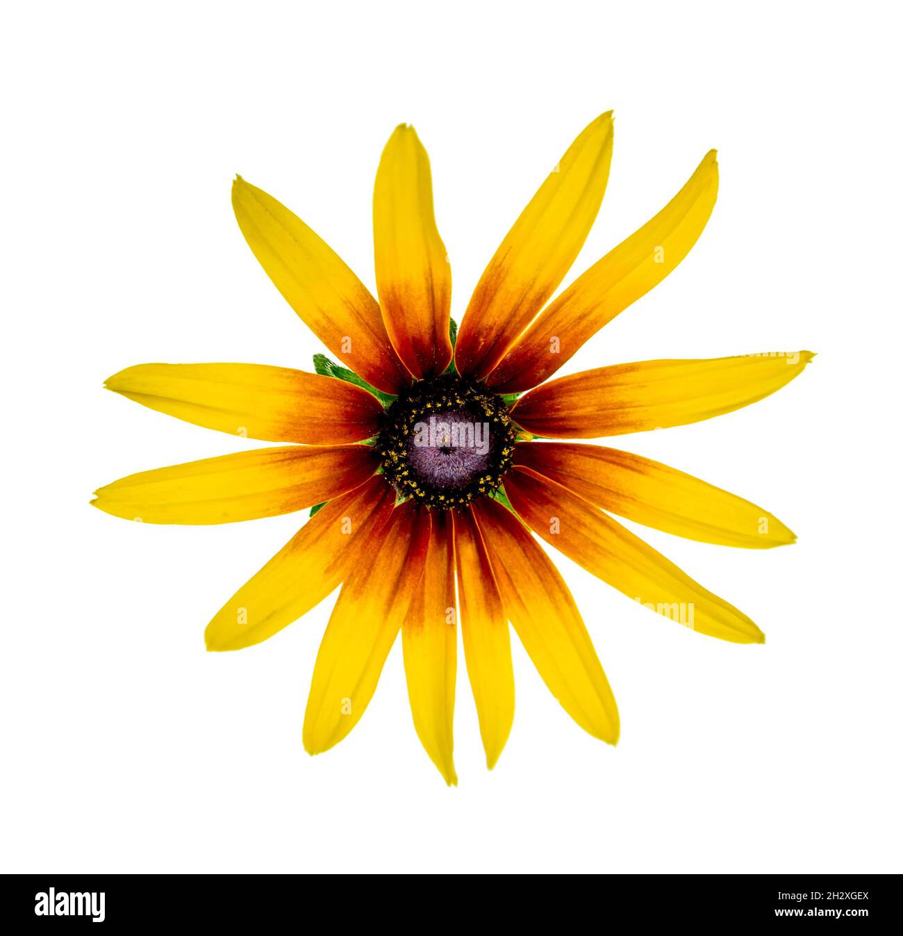 Black Eyed Susan Rudbeckia flower isolated on white background Stock