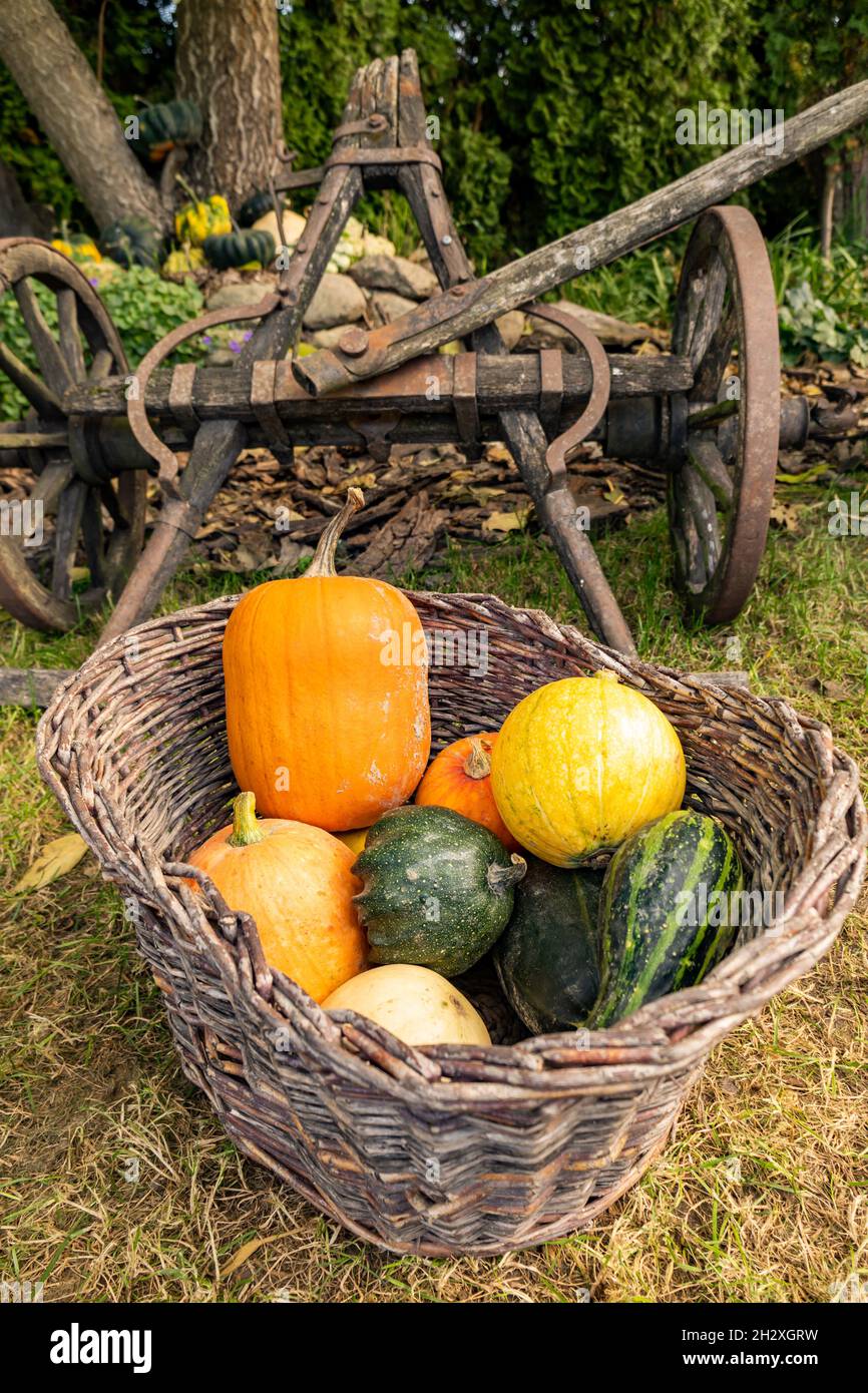 A vertical shot of pumpkins in a basket in front of a wooden carriage ...