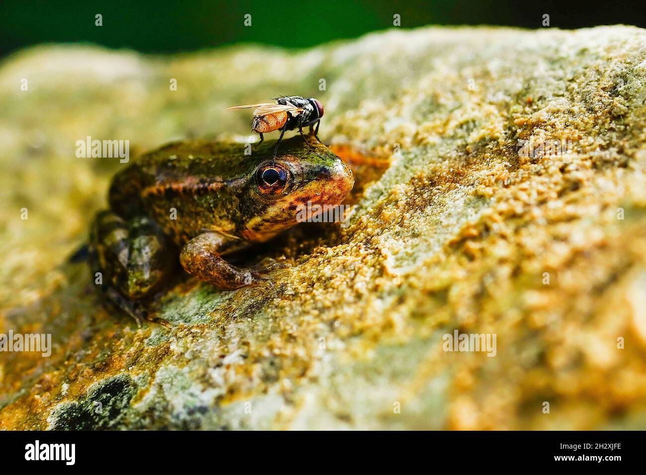 Common frog, in its aquatic environment Stock Photo Alamy