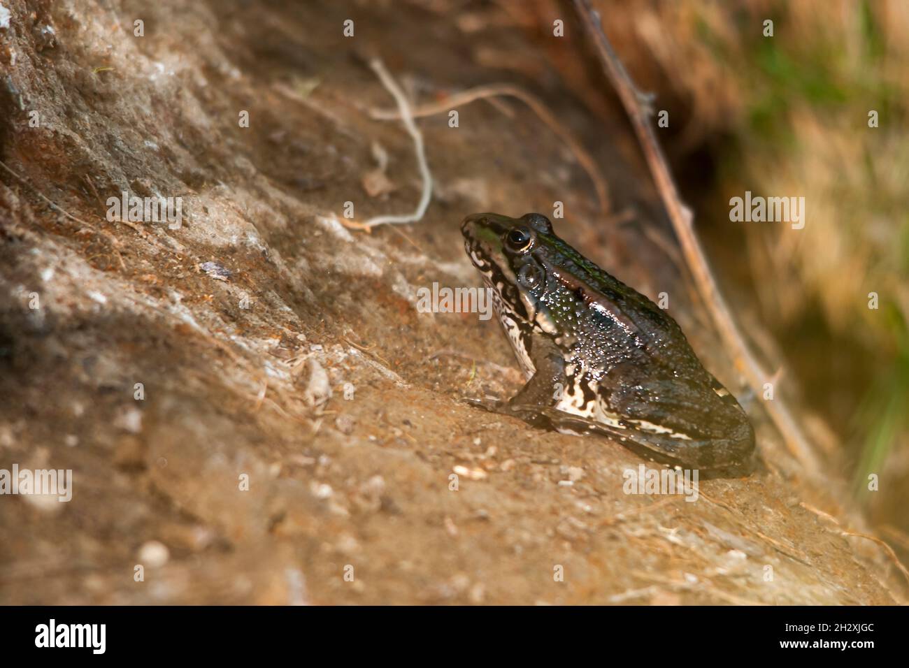 Common frog, in its aquatic environment Stock Photo Alamy