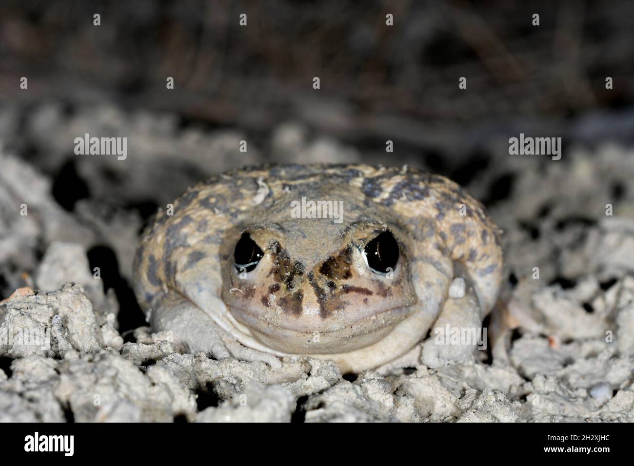 Common toad or European toad, a species of frog in the Bufonidae family. Stock Photo