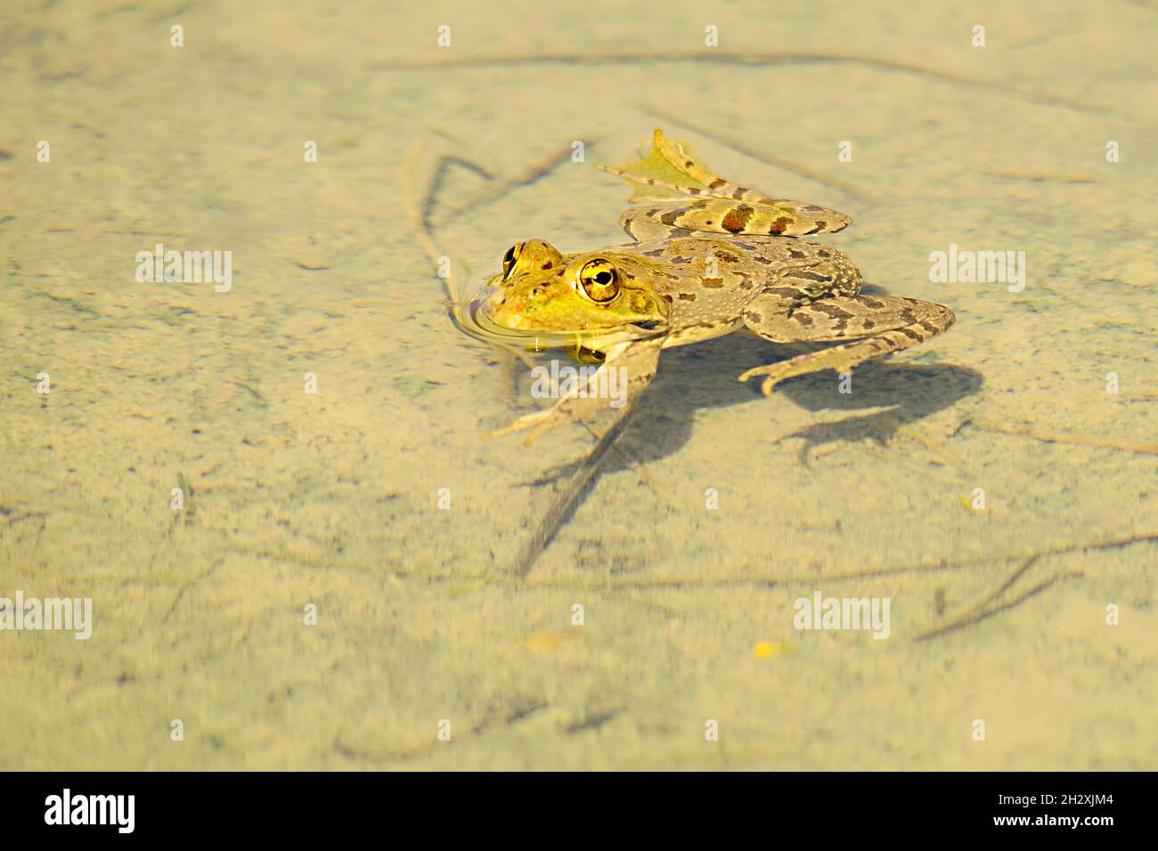 Common frog, in its aquatic environment Stock Photo Alamy