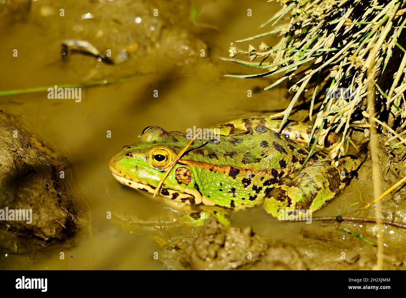 Common frog, in its aquatic environment Stock Photo Alamy