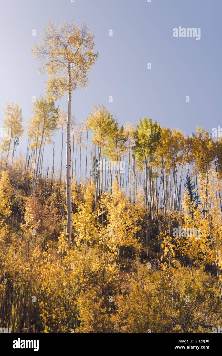 Color changing aspen trees in Vail Colorado Stock Photo Alamy