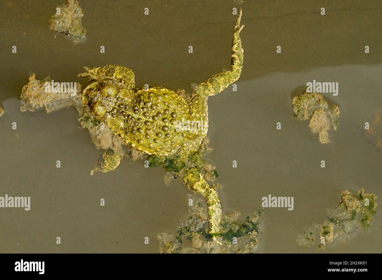 Epidalea calamita or Runner toad, a species of frog in the Bufonidae family. Stock Photo