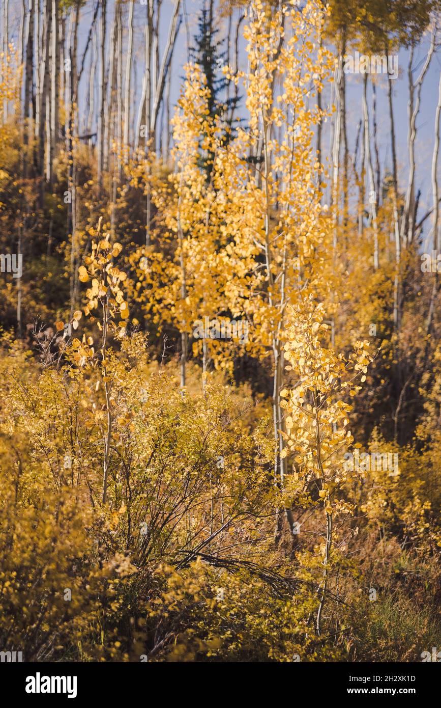 Color changing aspen trees in Vail Colorado Stock Photo Alamy