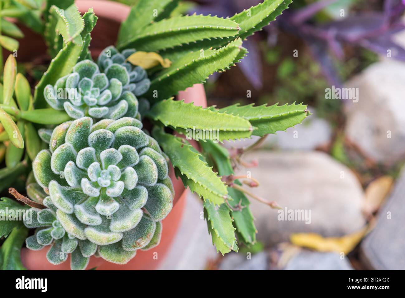 Close Up Of Succulent Plants In Garden. Stock Photo