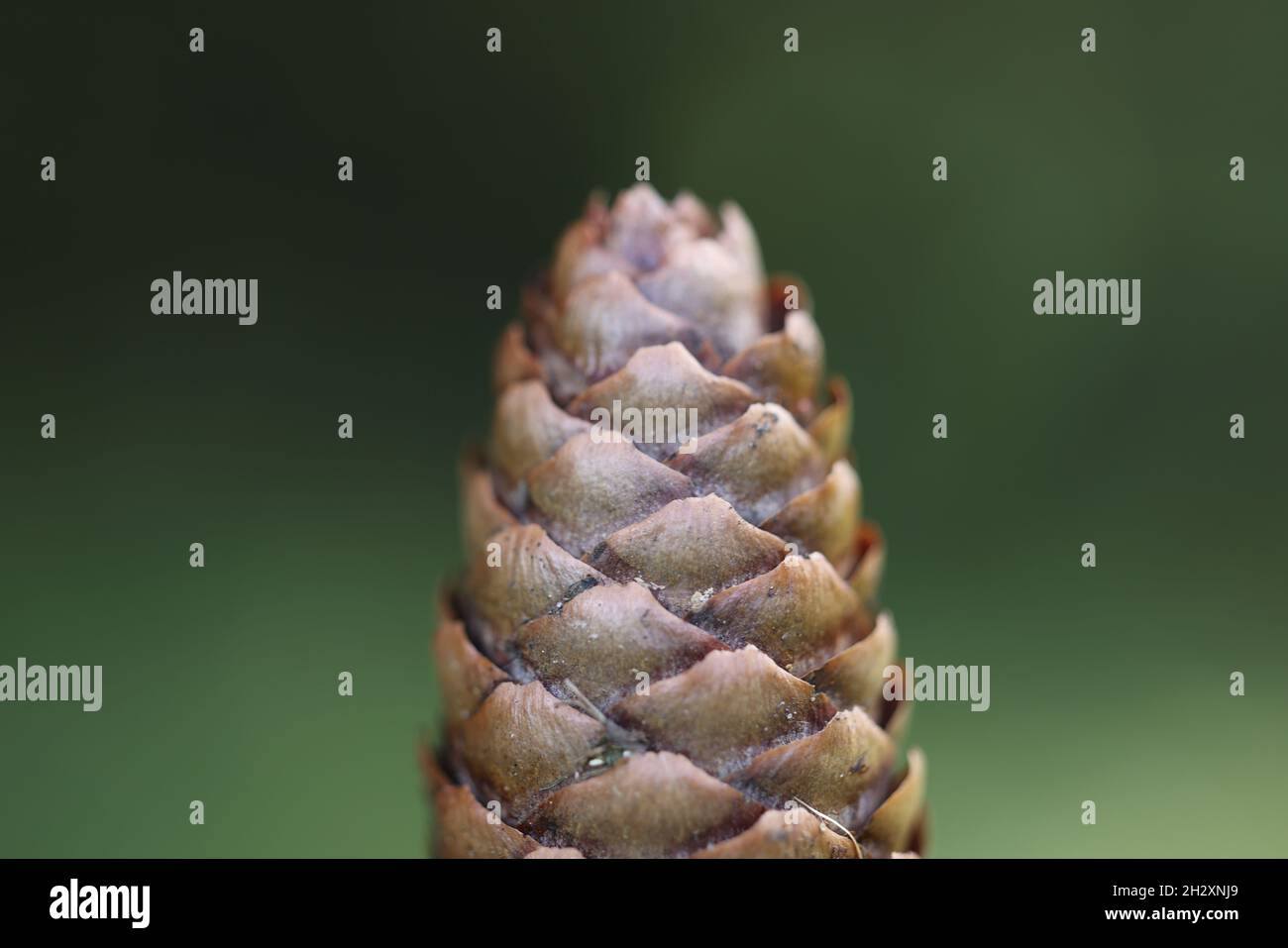 A closeup of a pine cone on a blurred background Stock Photo - Alamy