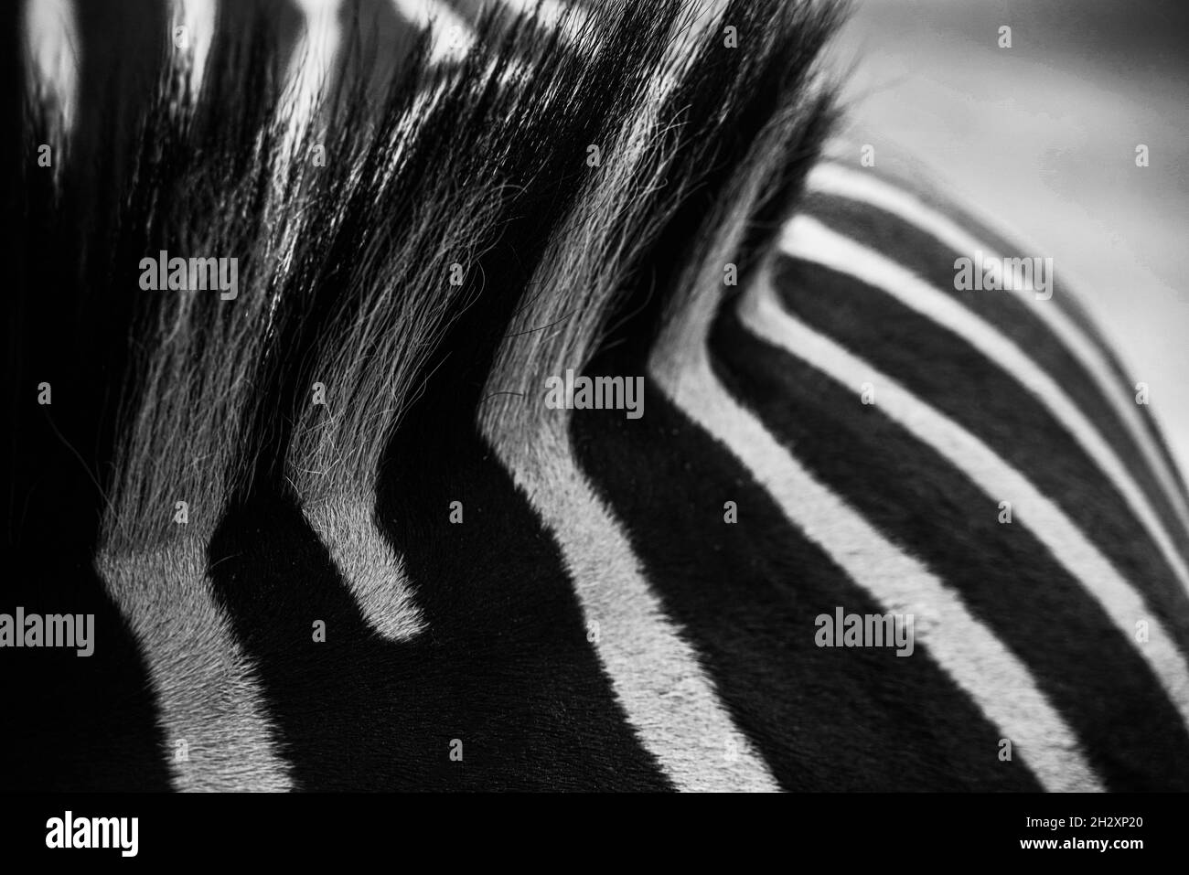 Zebra Pattern Background. High quality photo Stock Photo