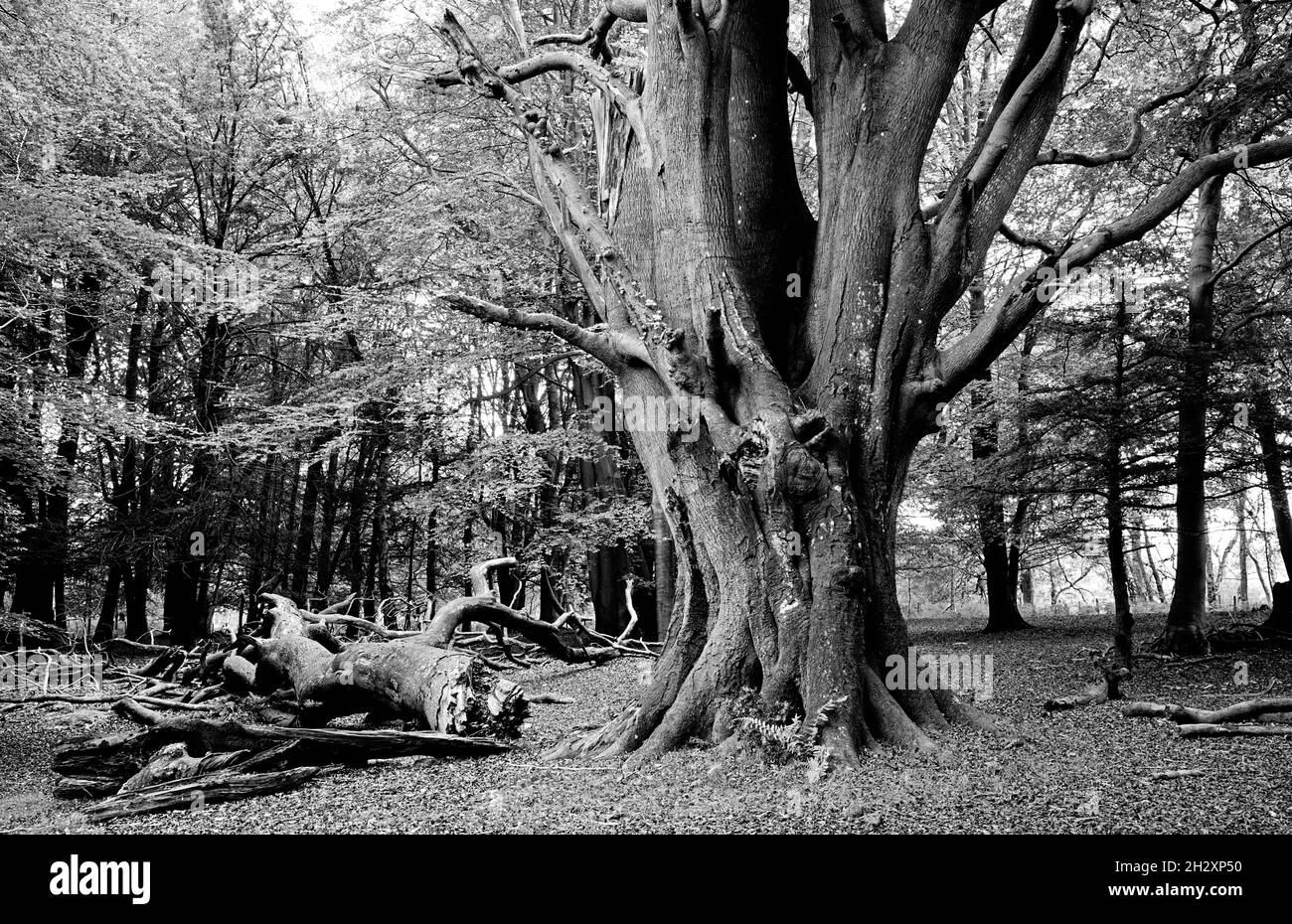 Woodland trees in high contrast black and white. Stock Photo