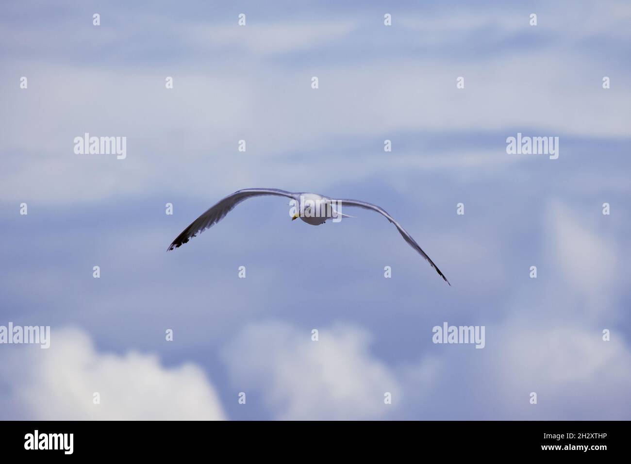 Tiere im himmel hi-res stock photography and images - Alamy