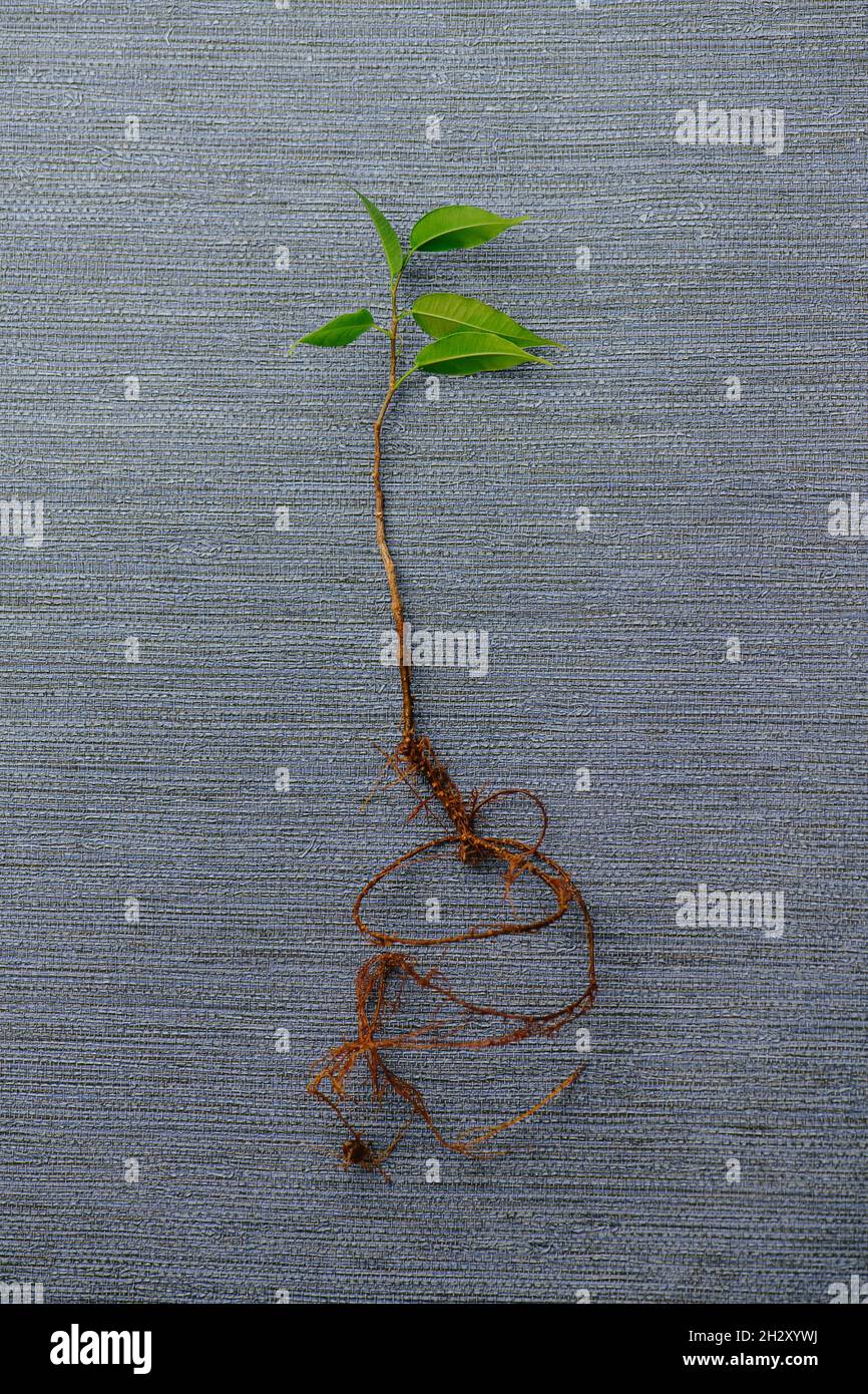 Spiral root and tree seedling on a detailed rough grey textile surface ...