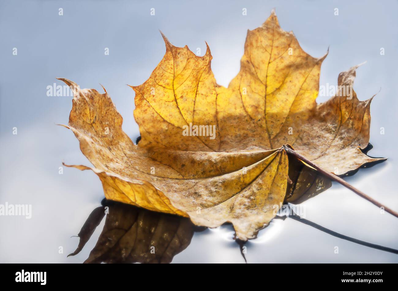 Autumn yellow leaf floating on the mirror surface of the water Stock ...
