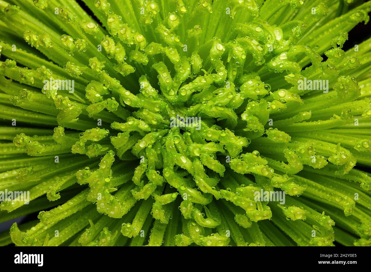 macro photo of green flower with water drops nature background Stock Photo