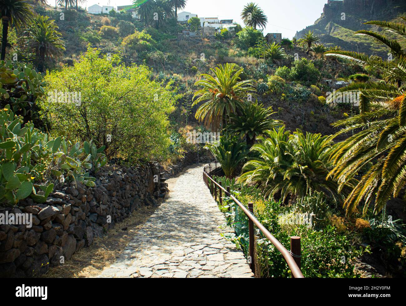 Tropical path green plants hi-res stock photography and images - Alamy