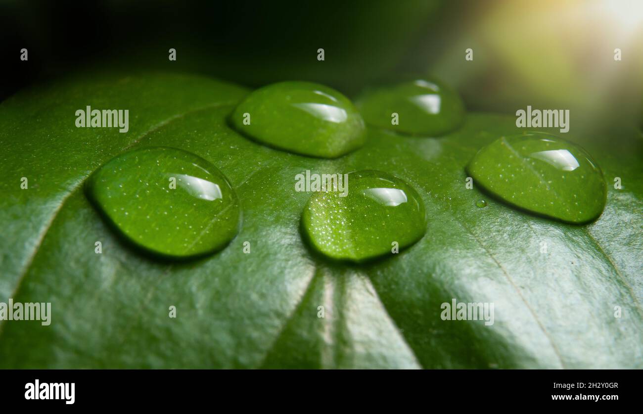 macro photo of green leaf with water drops nature background Stock ...