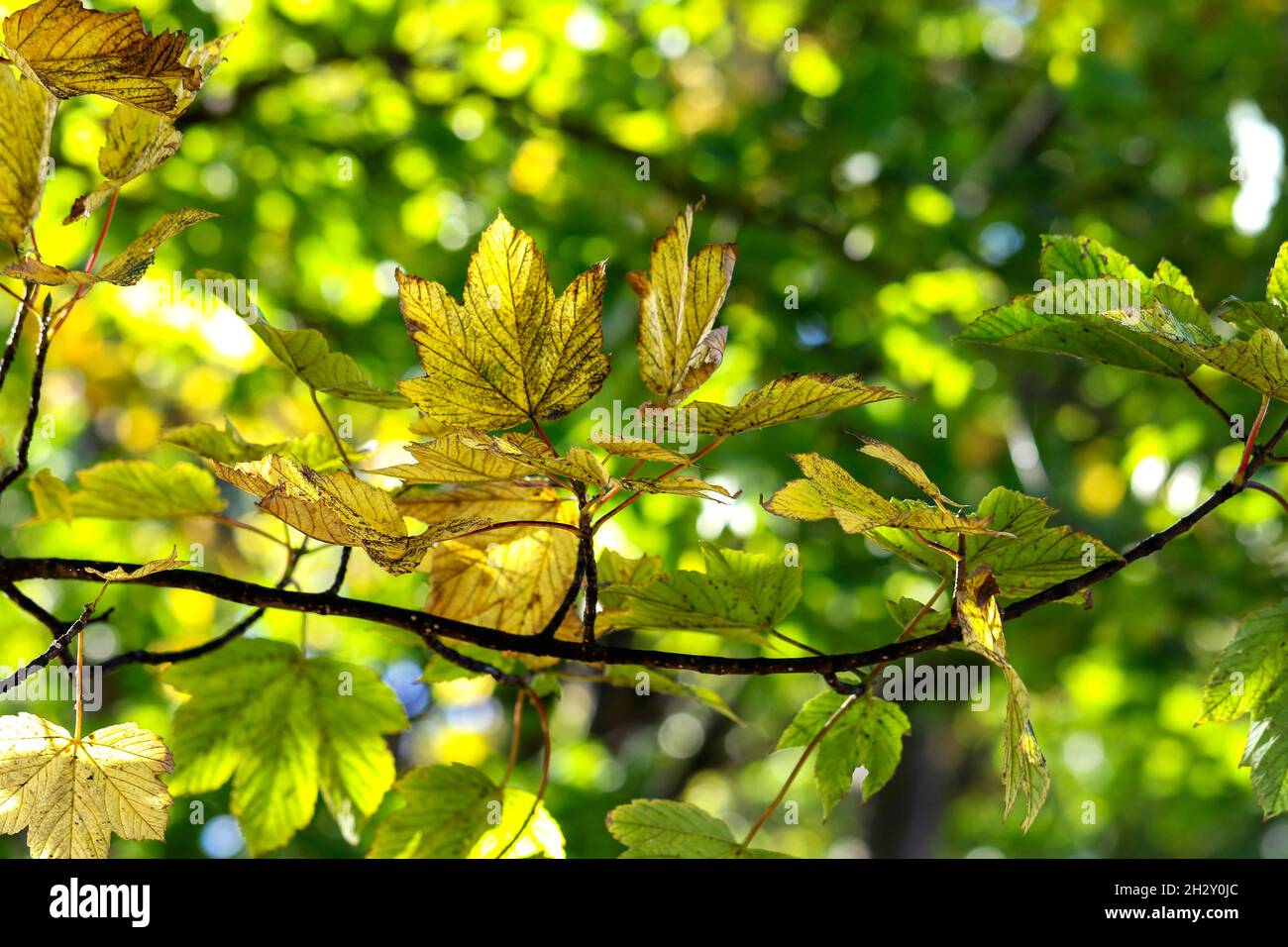 Sycamore leaves 'Acer pseudoplatanus' on tree branch backlit by sunlight. Foliage changing green yellow color during Autumn. Bokeh background. Ireland Stock Photo