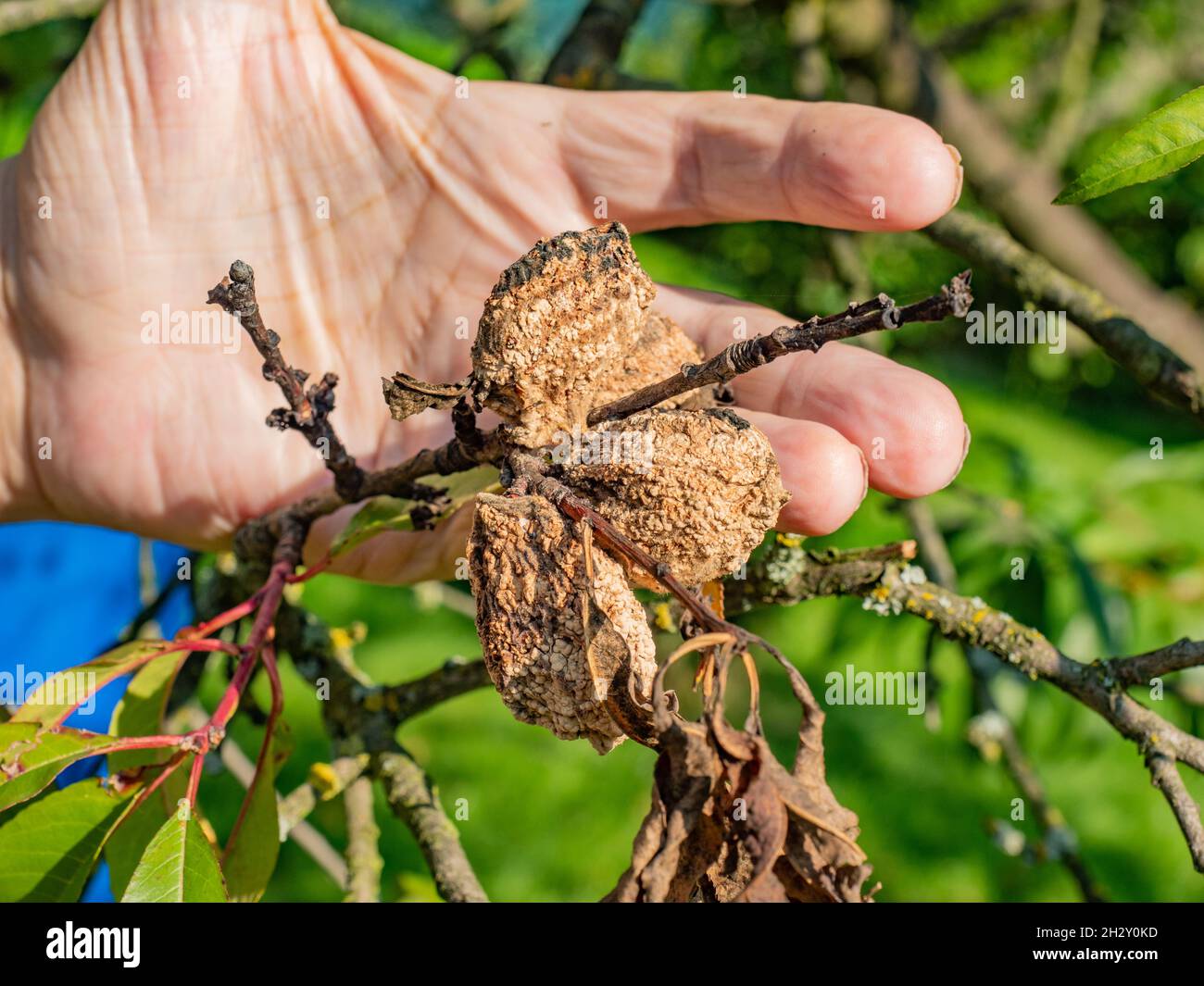 Defected rotten peach fruit on the peach tree in the garden. Any fruit