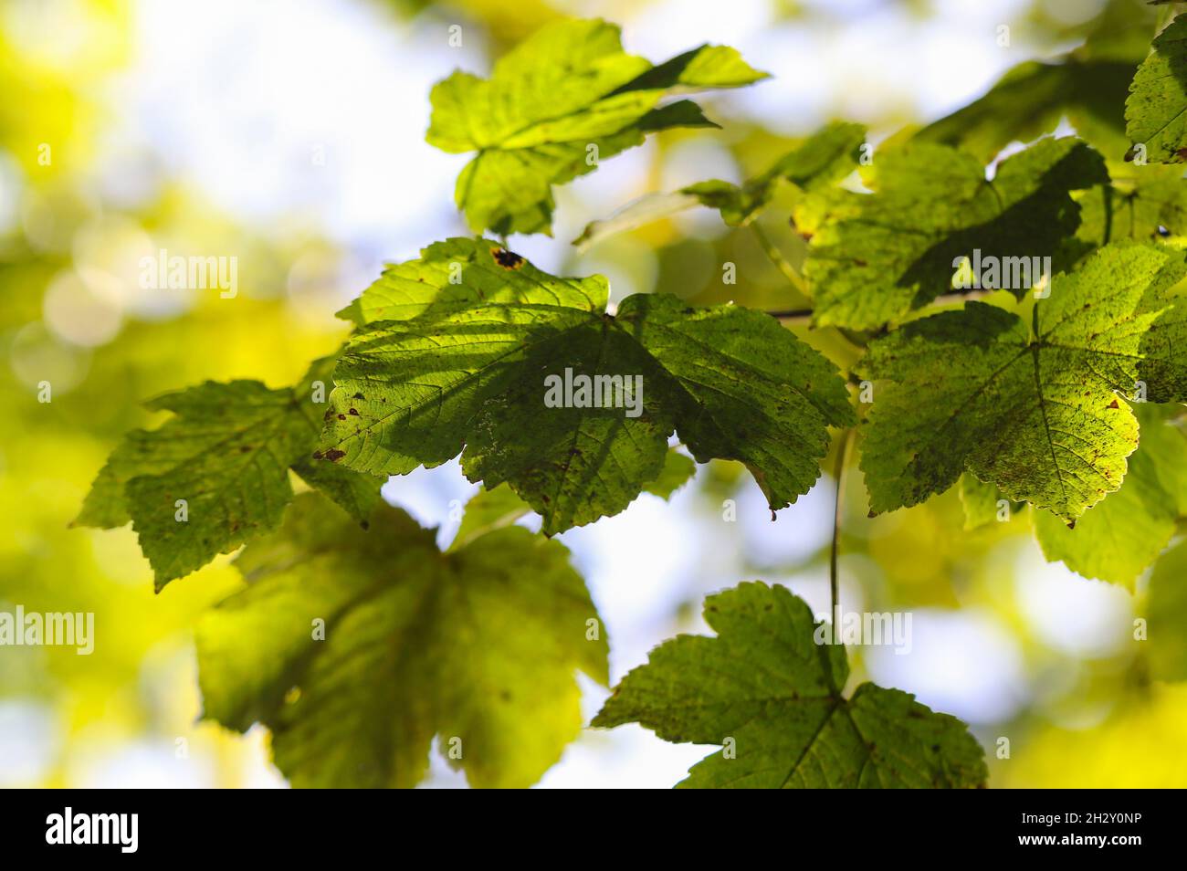 Sycamore leaves 'Acer pseudoplatanus' backlit by sunlight with soft bokeh background. Leaves of tree turning yellow during Autumn Fall season. Ireland Stock Photo
