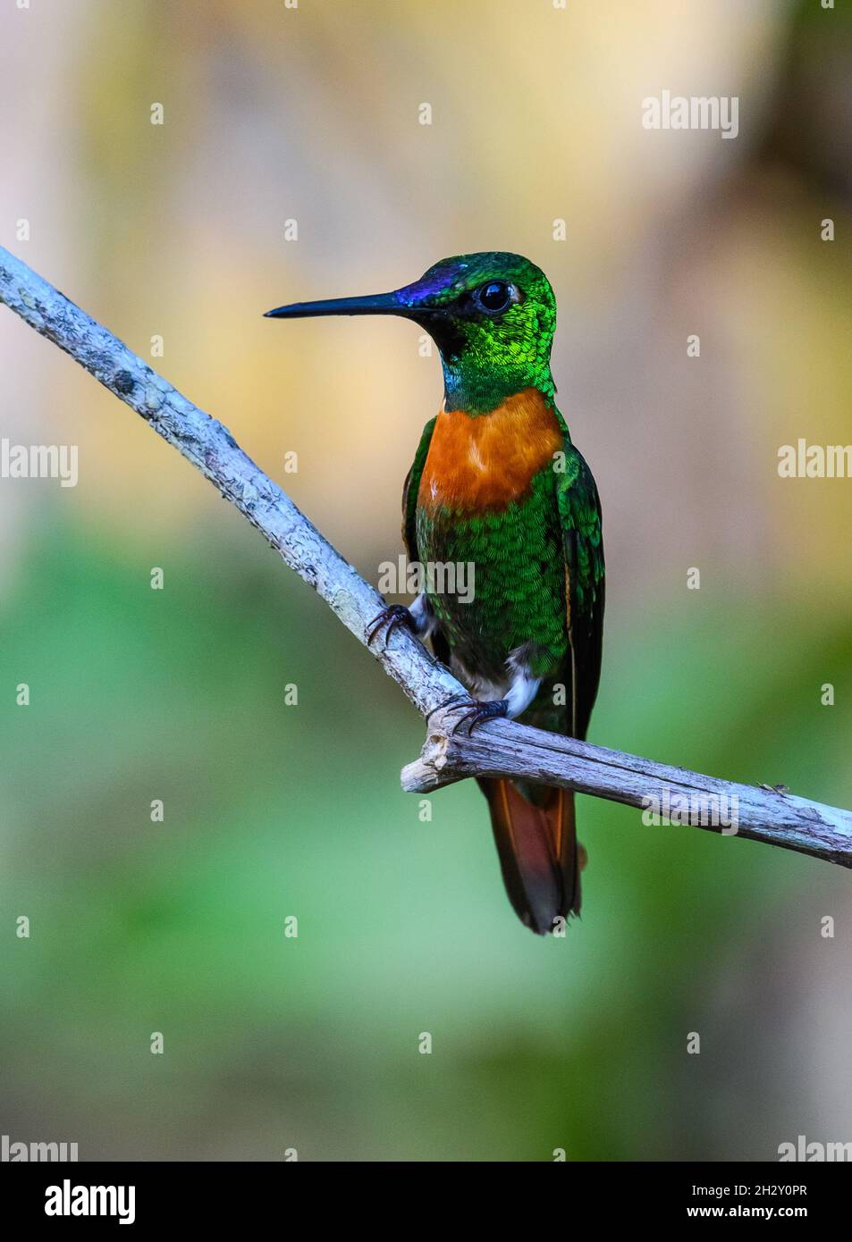 A Gould's Jewelfront (Heliodoxa aurescens) hummingbird perched on a branch. Cuzco, Peru, South America. Stock Photo