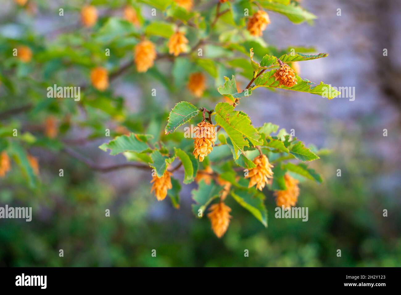 Yellow flowers blooming on tree Stock Photo
