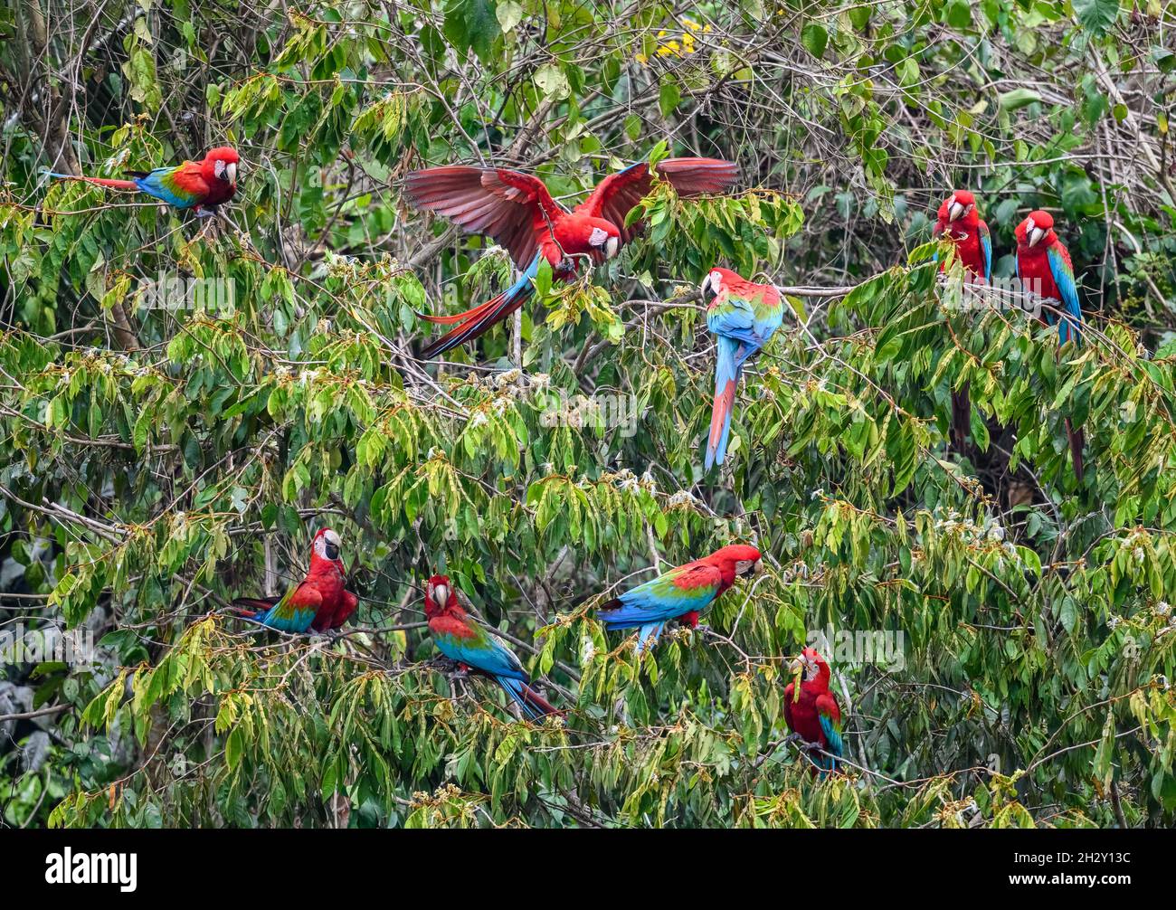 red-and-green-macaws-ara-chloropterus-gathering-on-the-trees-at