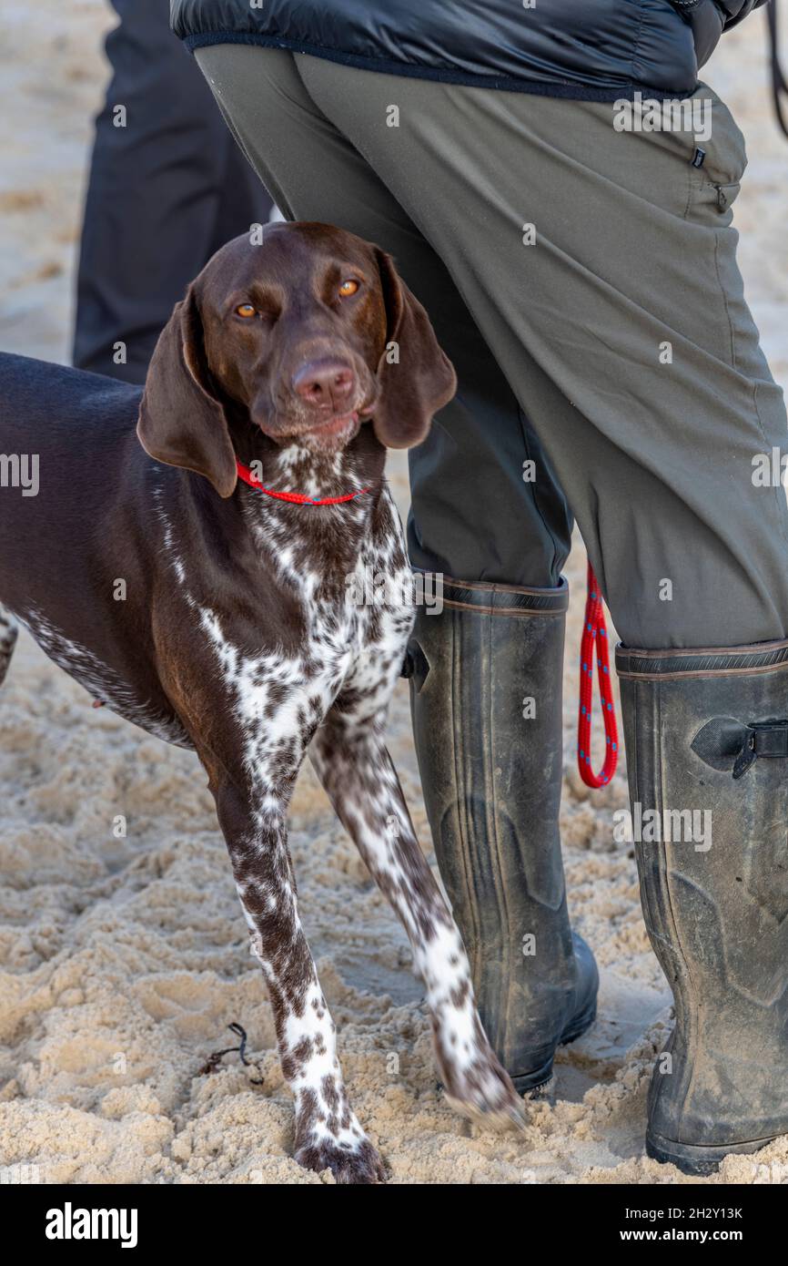 pointer breed of dog standing at heel under owners legs on sand. pointer, dog breeds, hunting, retrievers, pets, one man and his dog, mans best friend Stock Photo
