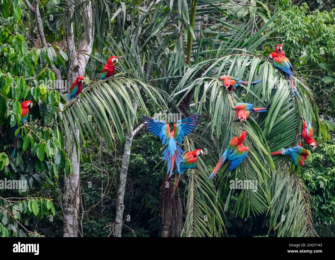 Red-and-green Macaws (Ara chloropterus) gathering on the trees at