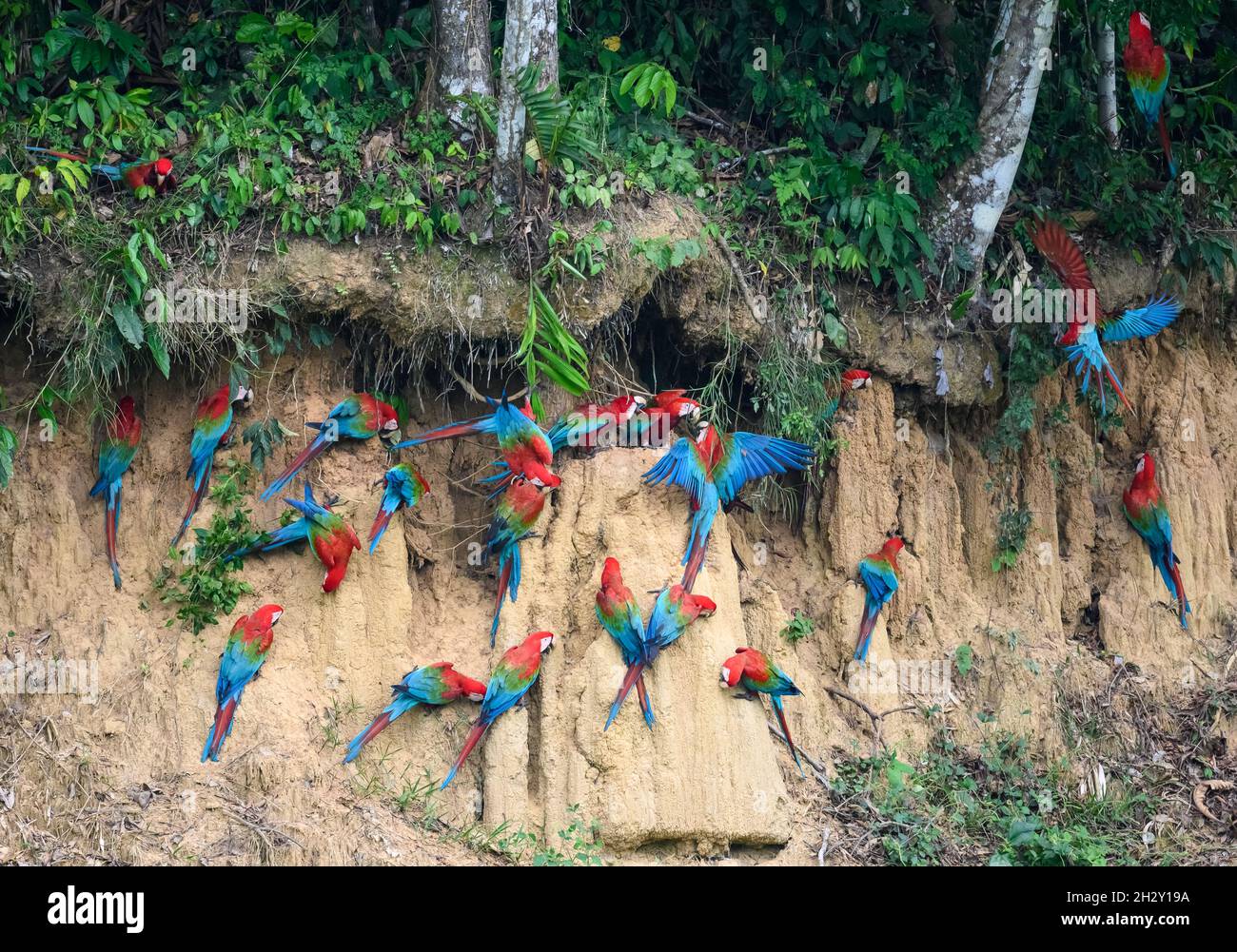 Red-and-green Macaws (Ara chloropterus) feeding on the clay at Blanquillo Clay Lick, Manu National Park, Madre de Dios, Peru. Stock Photo