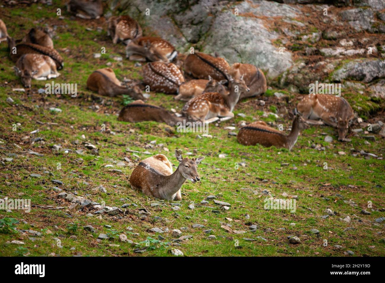 Deer Digested Rocks A small herd of deer in the background of rocks and autumn grass Stock ...