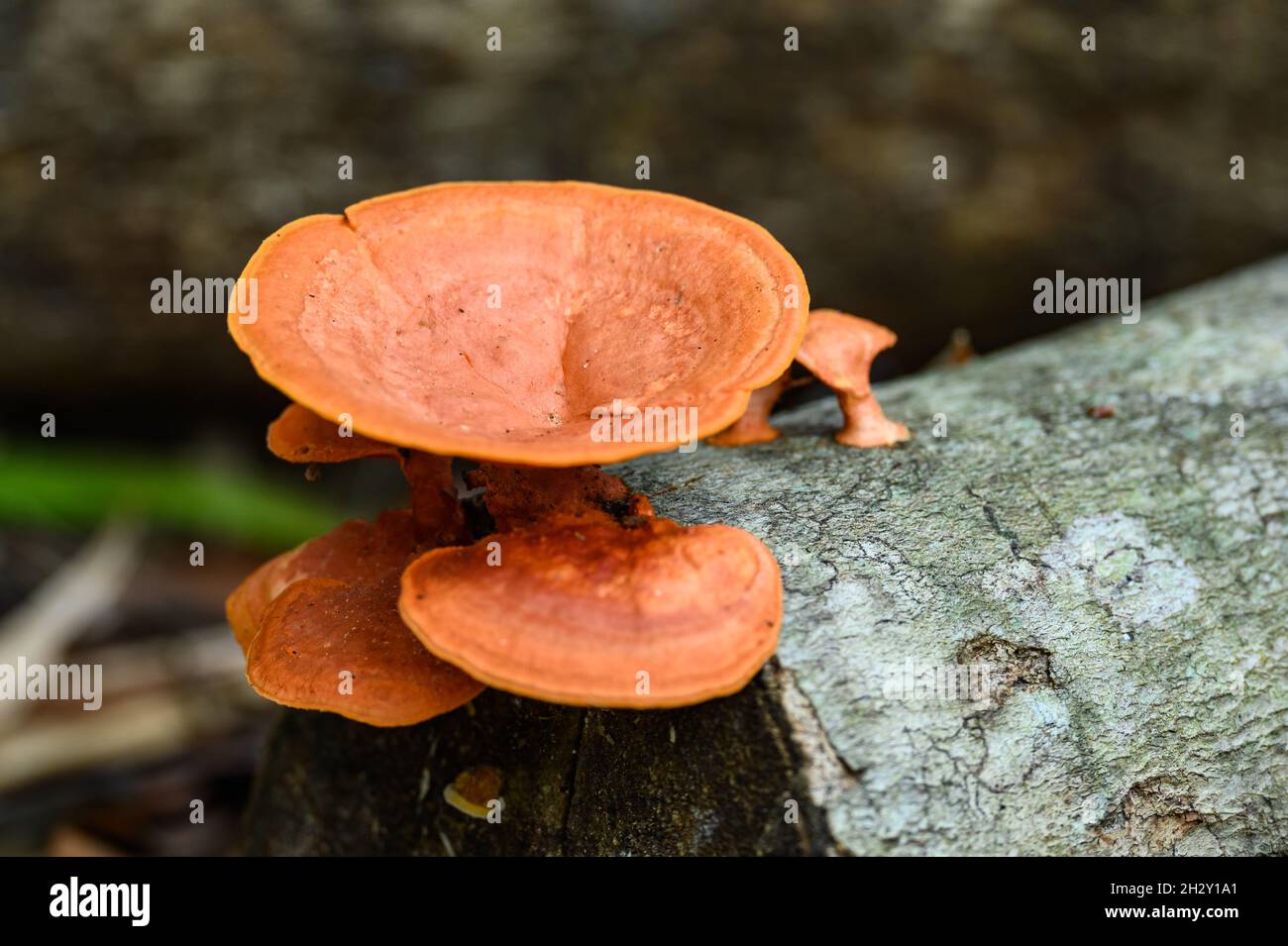Bright orange colored fugus growing on a tree trunk. Peruvian Amazon, Madre de Dios, Peru. Stock Photo