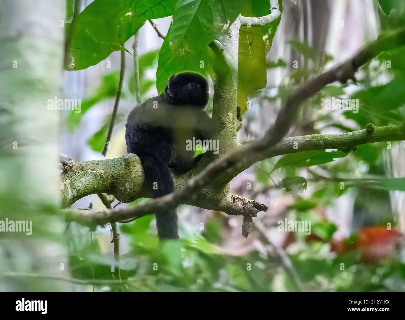 An extremely rare Goeldi's Marmoset (Callimico goeldii) sitting on a tree. Photographed in the wild. Manu National Park, Madre de Dios, Peru. Stock Photo