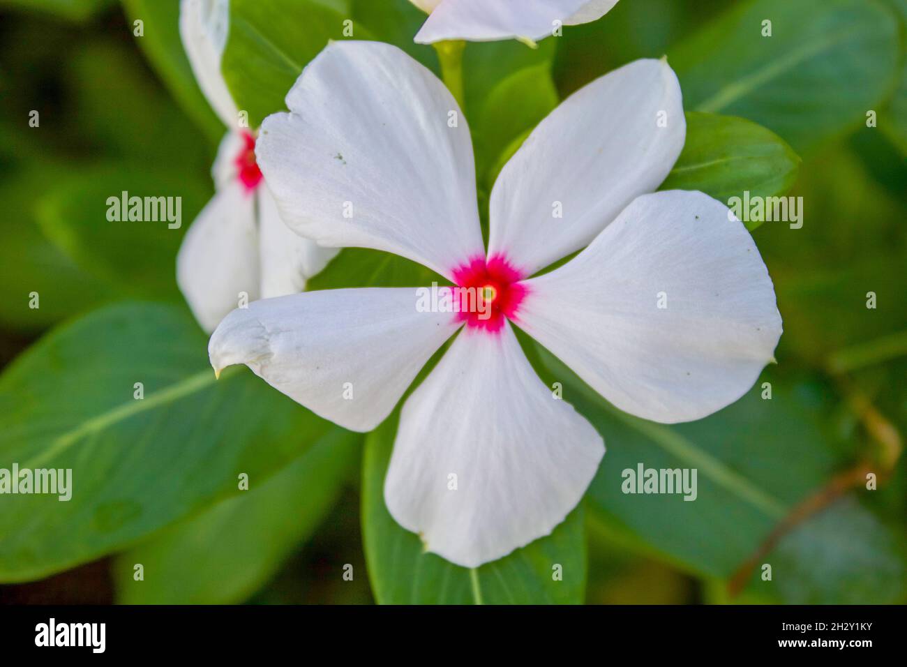 White Periwinkle with a pink center Stock Photo