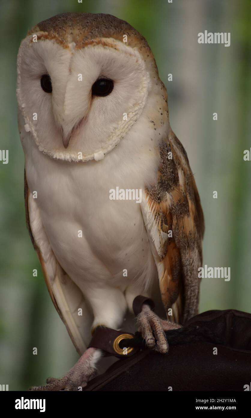 Looking into the face of a barn owl up close and personal. Stock Photo