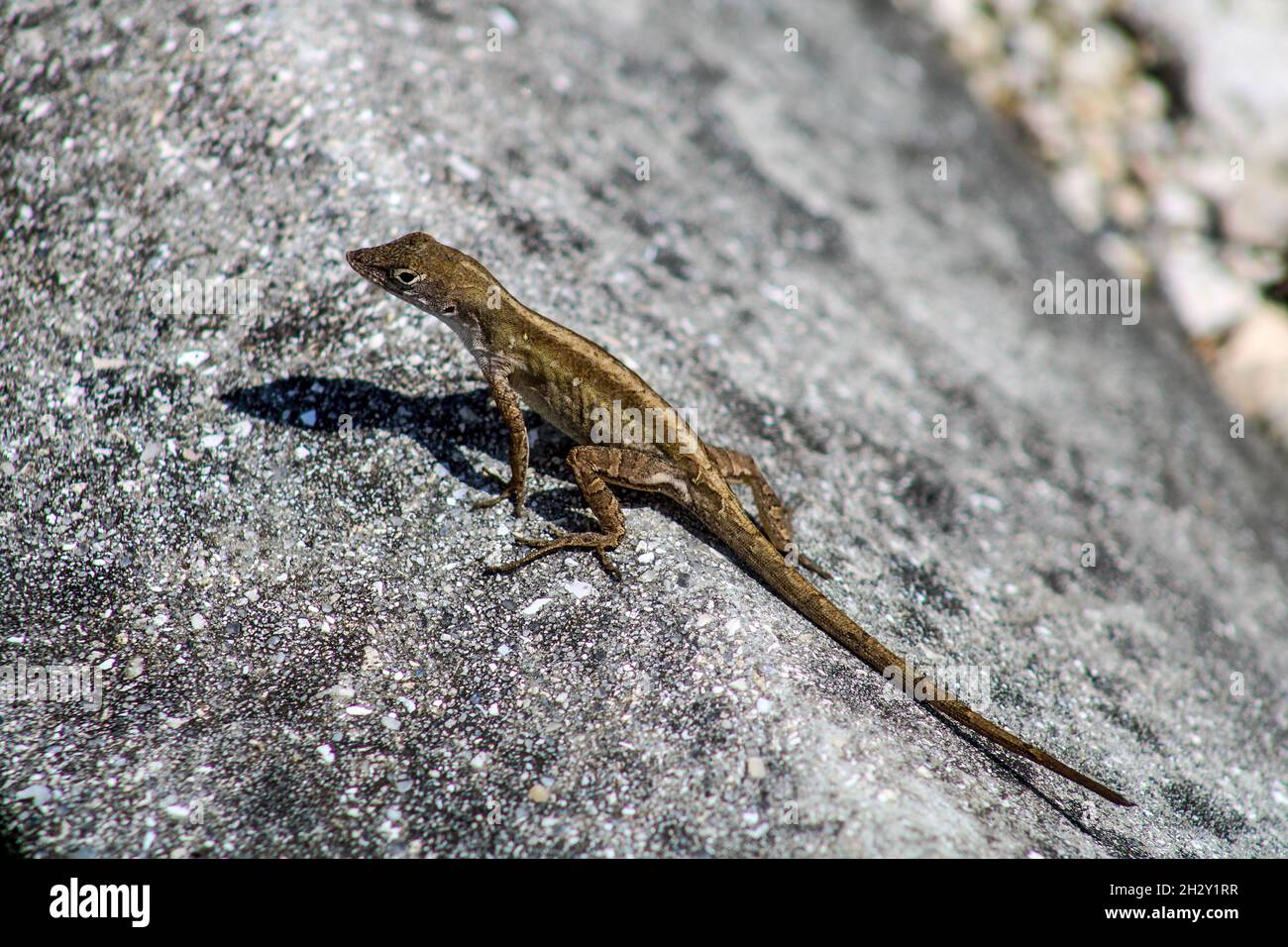 Species of anole hi-res stock photography and images - Alamy