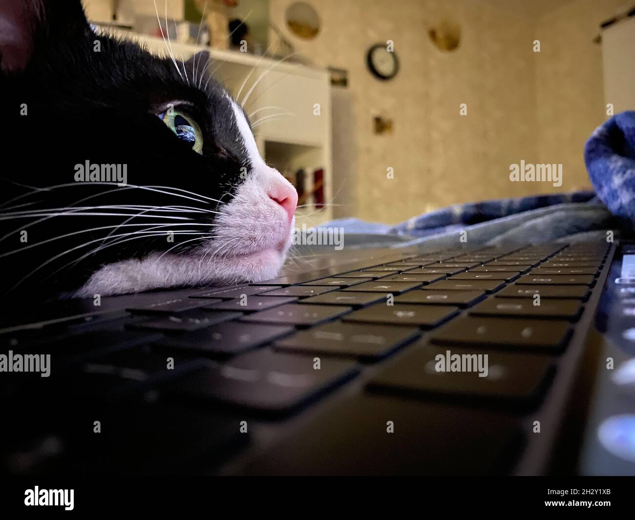 black cat with a white muzzle nose is lying on a laptop looking at the screen. animal portrait Stock Photo