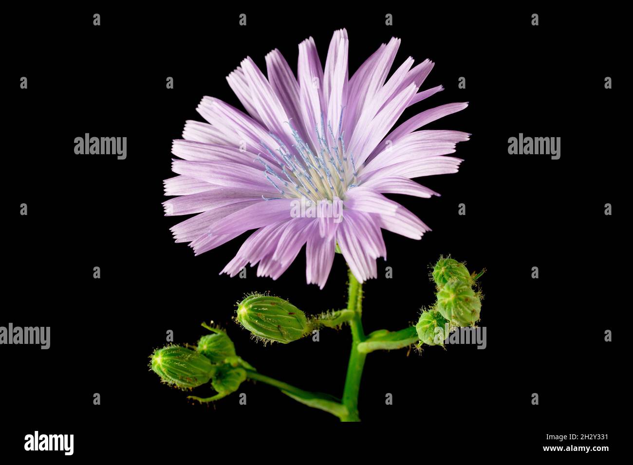 Blue Sowthistle (cicerbita macrophylla), a still life close up of an open flower with buds isolated against a black background Stock Photo