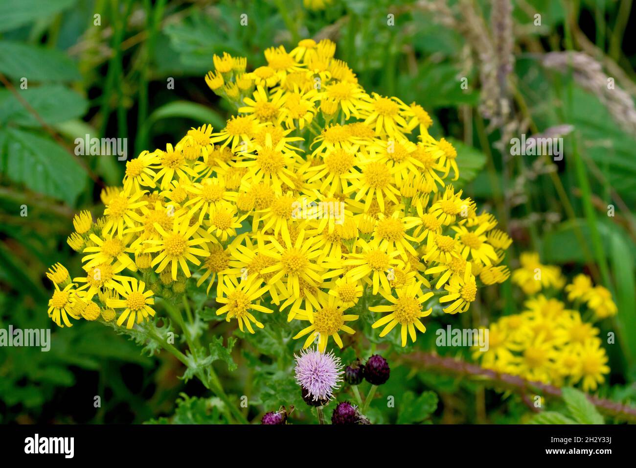 Common Ragwort (senecio jacobaea), close up of a large bloom of bright yellow flowers growing up through the undergrowth. Stock Photo