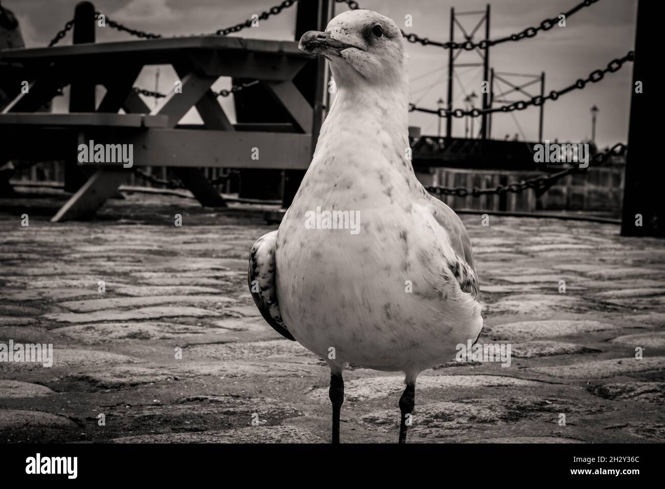 Seagulls at Royal Albert Docks, Liverpool Stock Photo