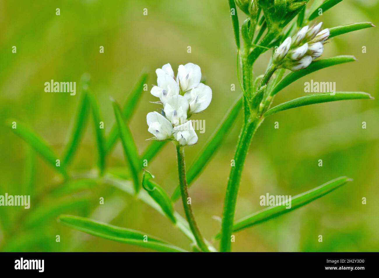 Hairy Tare (vicia hirsuta), close up of a cluster of the tiny white flowers of this slender climbing plant. Stock Photo