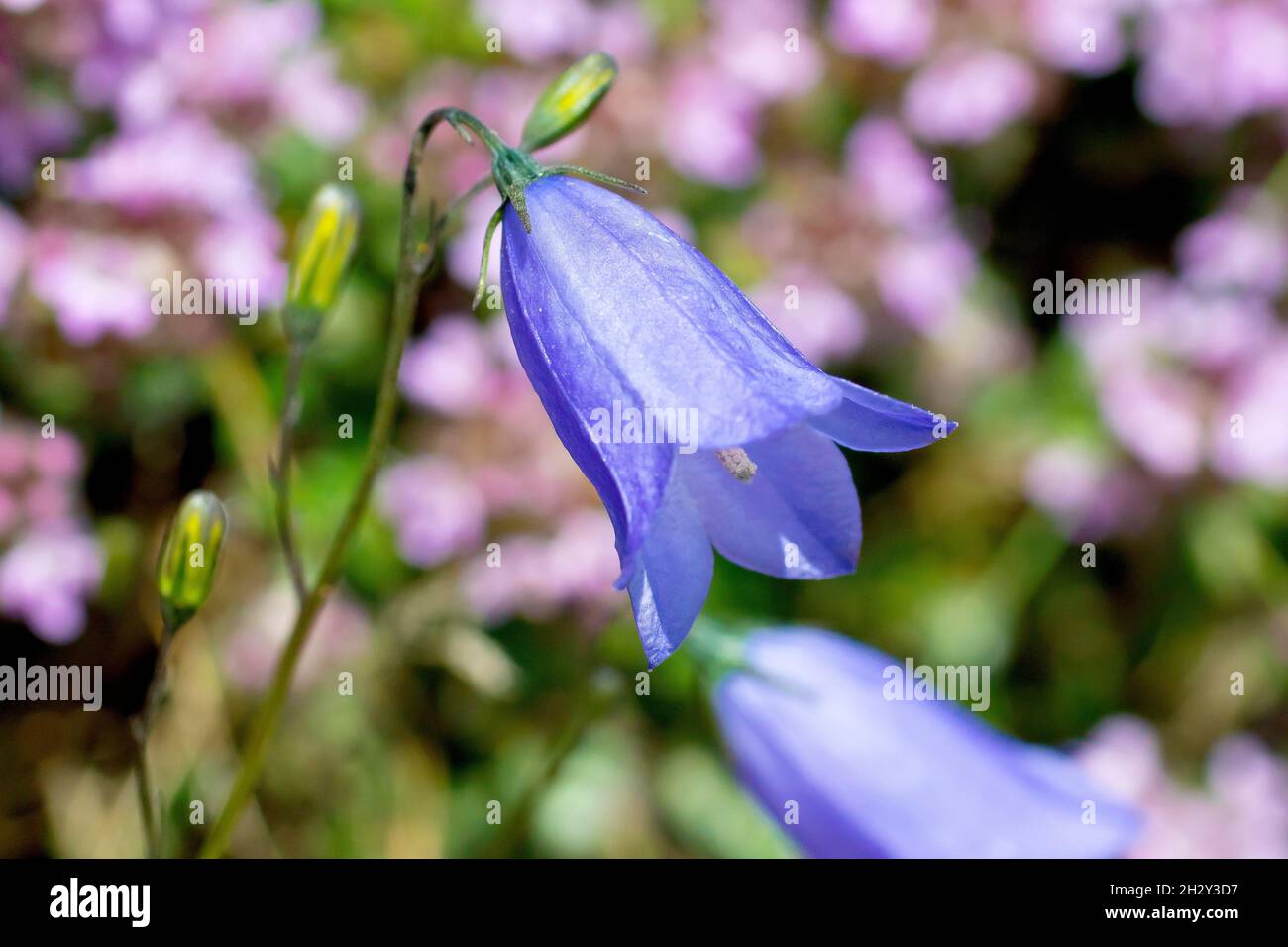 Harebell or Scottish Bluebell (campanula rotundifolia), close up of a single blue flower against a backdrop of pink flowers. Stock Photo